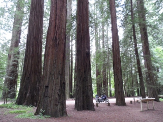 redwood_national_park